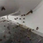 How To Get Rid Of Little Moths In Bathroom