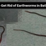 How To Get Rid Of Red Worm In Bathroom Sink Drain Pipe Size