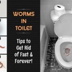 How To Get Rid Of Water Worms In Bathroom