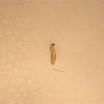 Little White Worms In Bathroom Sink