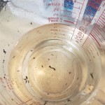Small Black Specks In Bathroom