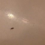 What Are Little Black Bugs In Bathroom