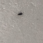 What Are The Tiny Black Bugs In My Bathroom Floor