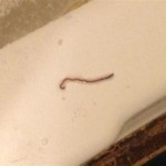 What Are These Little Worms In My Bathroom