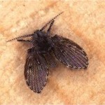 What Are These Small Flying Bugs In My Bathroom
