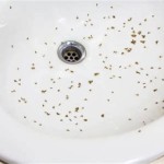 Why Are There Little Black Bugs In My Bathroom