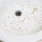 Why Are There Tiny Black Bugs In My Bathroom