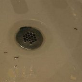 Brown Worm In Bathroom Sink